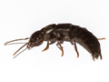 Tasgius melanarius